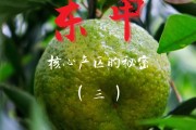 新会陈皮产区排名前十的品牌,2019年十大新会陈皮品牌排行榜