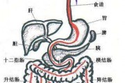 横结肠结肠疼痛位置图片