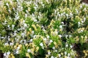 金银花树苗图片金银花树图片大全大图