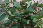 《下厨房》原文作者金银花下厨房也是金银花