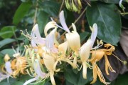《下厨房》金银花原文,下厨房金银花原文免费阅读第三部