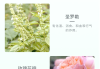 玫瑰花茶：功效、作用、禁忌与正确选择