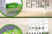 减肥茶有效吗,什么茶减肥最有效