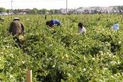 金银花的种植基地,金银花种植基地简介