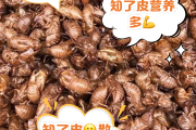 蝉蜕作用与功能主治是什么蝉蜕作用