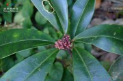 茵芋,茵芋的养殖方法和注意事项 茵芋,茵芋的养殖方法和注意事项