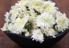 菊花茶的功效与作用白菊花,菊花茶的功效与作用 白菊花