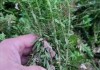 岩白菜一次吃几片岩白菜