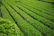 茶一片树叶的故事1观后感茶一片树叶的故事1 茶一片树叶的故事1观后感茶一片树叶的故事1