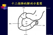 十二指肠处痛，饭后能减轻是什么原因？