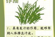 麻黄的功效与作用及副作用,麻黄的功效与作用及副作用是什么