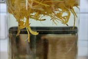 金银花茶可以天天喝吗,金银花泡水喝功效与主治
