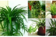 甲醛去除小妙招甲醛怎么去除最有效植物
