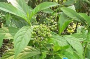 十味溪黄草的功效与作用溪黄草的功效与作用