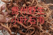石苇石苇草图片和功效 石苇石苇草图片和功效