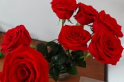 玖瑰花是温还是寒玖瑰花