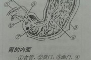胃病食疗吃什么比较好？