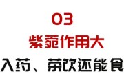 倪海厦用的紫参倪海厦用的紫参产地