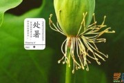 处暑节气吃什么养生,处暑节气必吃的8种食物