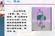 肠伤寒肠伤寒病理特点