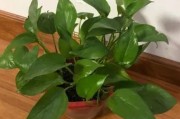 去甲醛味用什么方法最快植物甲醛去除的正确方法植物