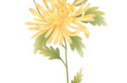菊花图片大全大图画,菊花图片大全大图画秋菊图片