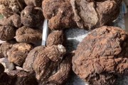 伏苓什么功效和作用百度百科伏苓什么功效和作用