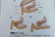 横结肠,横结肠肿瘤切除后可以活多久