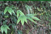 淫羊藿的简单介绍