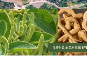 金银花的产地哪里最正宗,金银花的产地是哪里