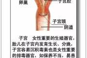 人体器官分布,人体器官详细分布