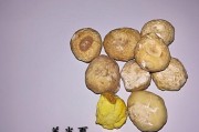 姜半夏图片,姜半夏
