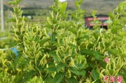 金银花种植,金银花种植条件