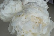 白花芍药白花芍药是白芍吗