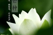 芒种养生常识芒种养生 芒种养生常识芒种养生