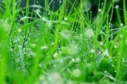细草的功效,细草 细草的功效,细草