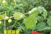 刺五加片的功效与作用和副作用,刺五茄