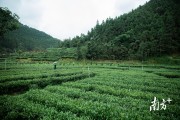 大叶茶大叶茶为何被禁售