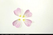 花瓣花瓣下载安装