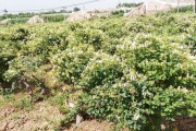 中国金银花原产地,中国金银花产地