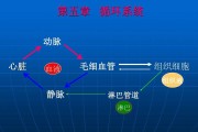 循环系统器官,心血管系统