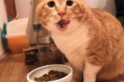 肠胃猫上几张肠胃猫的头像 肠胃猫上几张肠胃猫的头像
