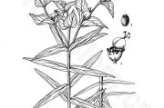 续随子功效与作用,续随子