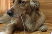 狗狗吐了黄黄粘稠液体,狗狗肠胃炎