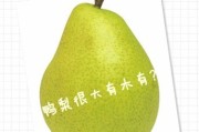 绿尔雅减肥茶,绿尔雅减肥茶这么买