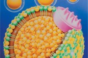 低密度脂蛋白低于正常值好不好低密度脂蛋白