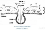 胃溃疡喜欢“缠上”这3类人，是指哪三类人？