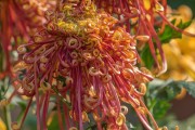 菊花,菊花什么时候开