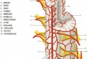 神经节反射弧结构示意图