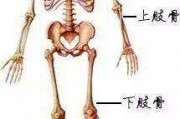 医学解剖创意绘画图片解剖图